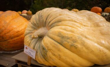1. Platz der Riesen-Kürbisse